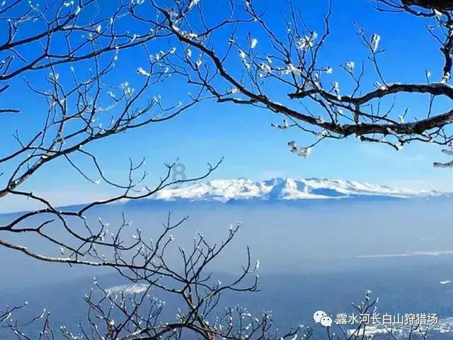 狗狗物品记忆卡